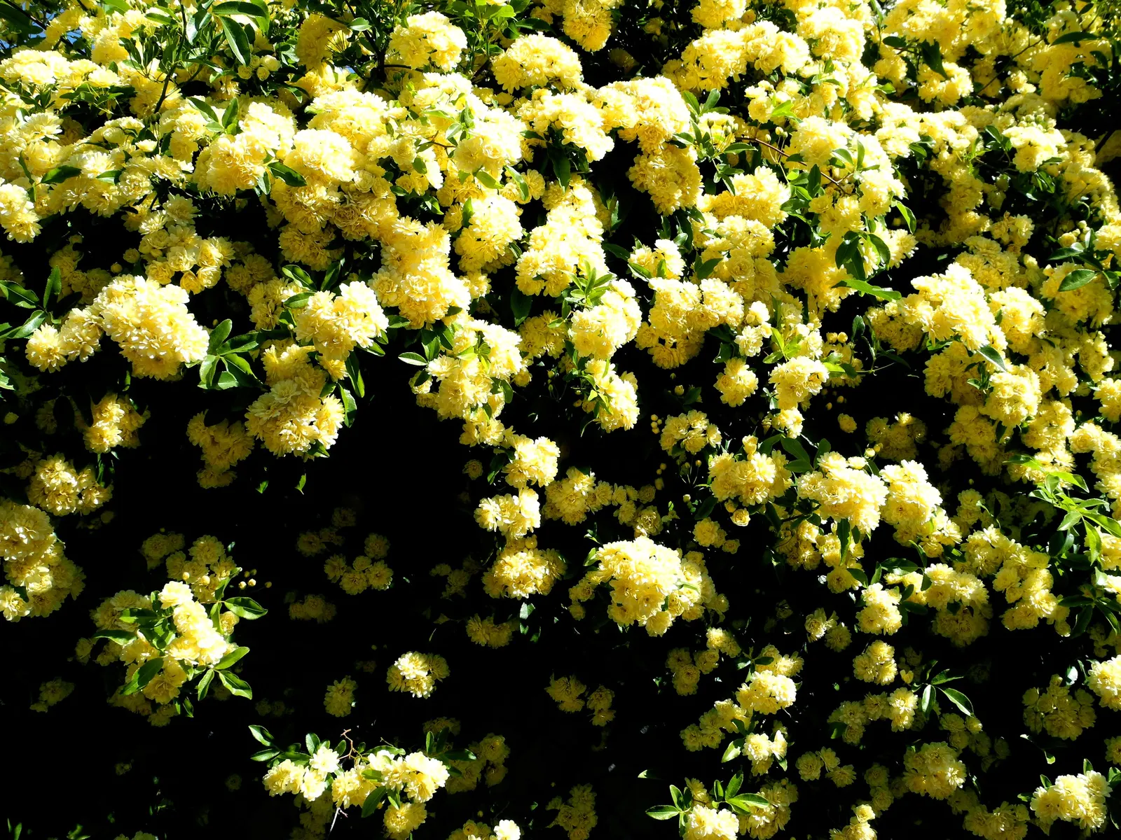 Yellow Lady Banks' Rose (Rosa Banksiae 'Lutea') — and requires minimal maintenance once established