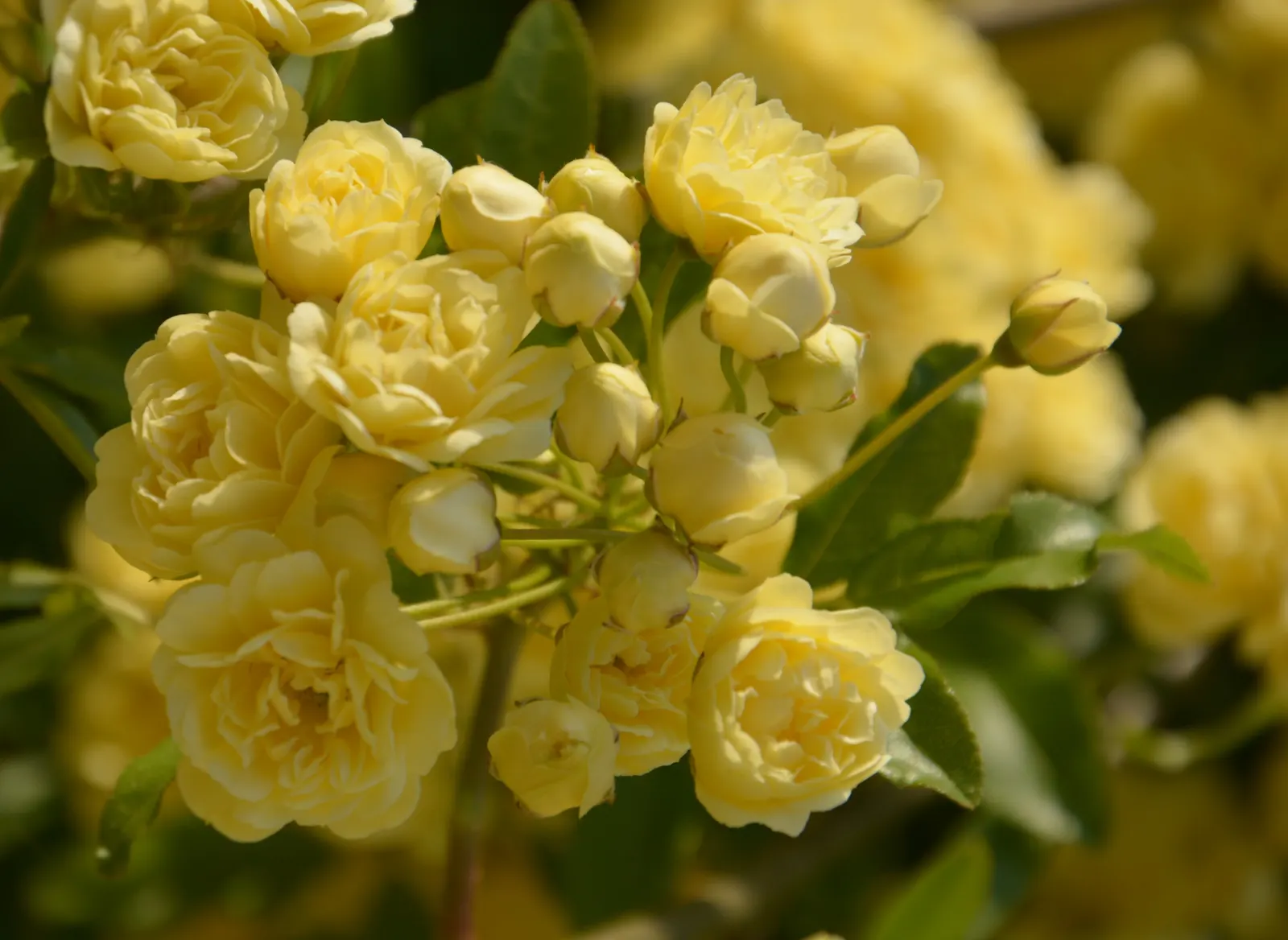 Yellow Lady Banks' Rose (Rosa Banksiae 'Lutea') — preferring full sun to light shade