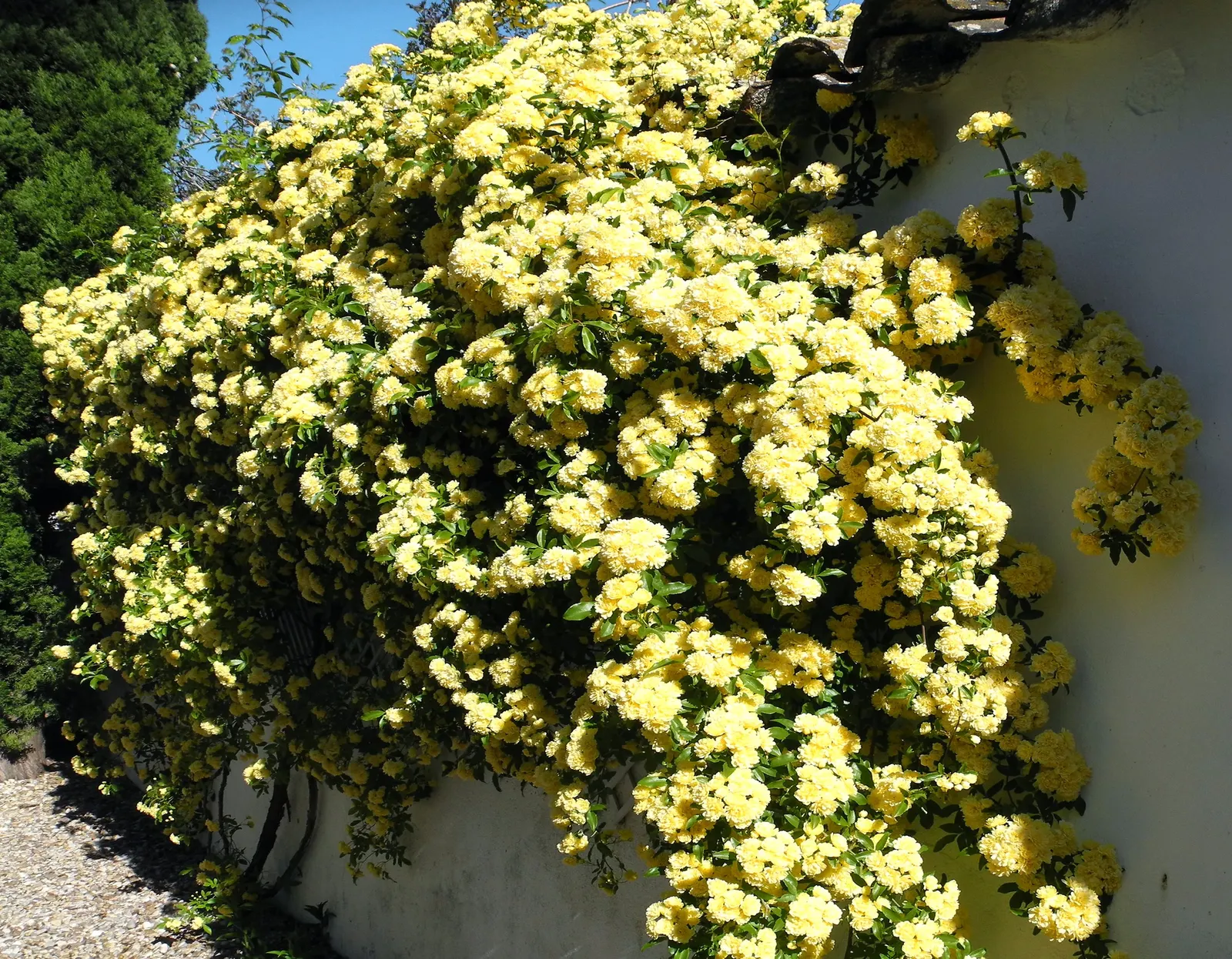 Yellow Lady Banks' Rose (Rosa Banksiae 'Lutea') — low-care addition to any landscape