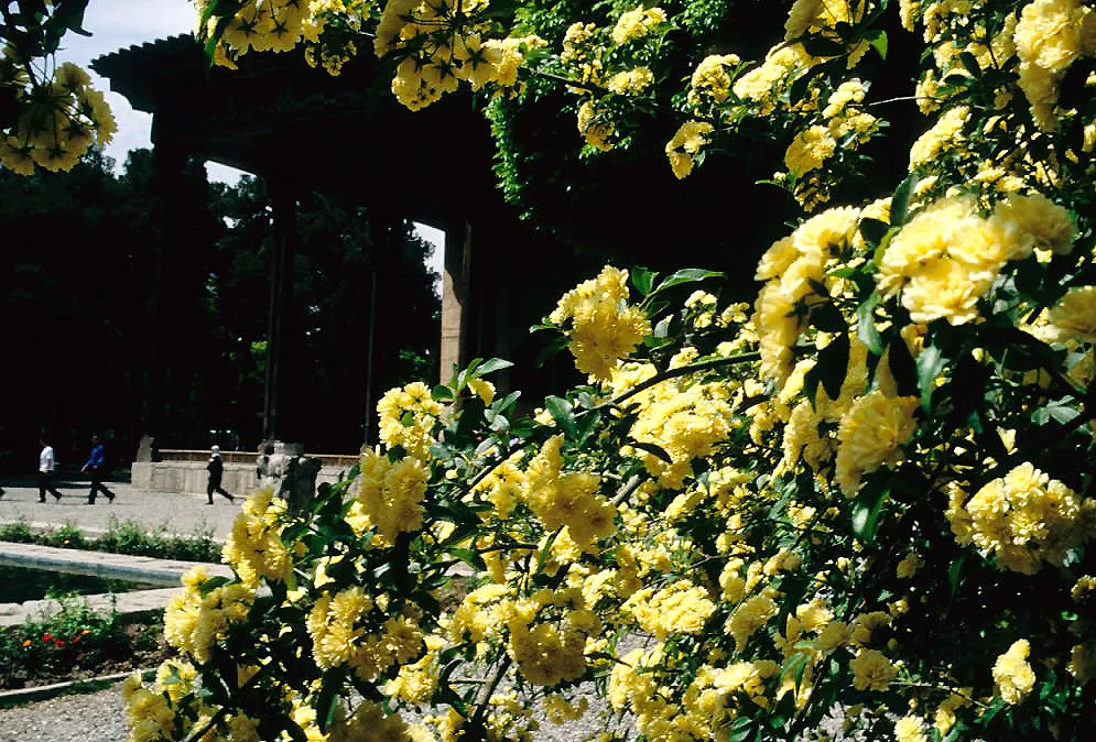 Yellow Lady Banks' Rose (Rosa Banksiae 'Lutea') — it reaches heights of 15-20 feet and spreads up to 8 feet