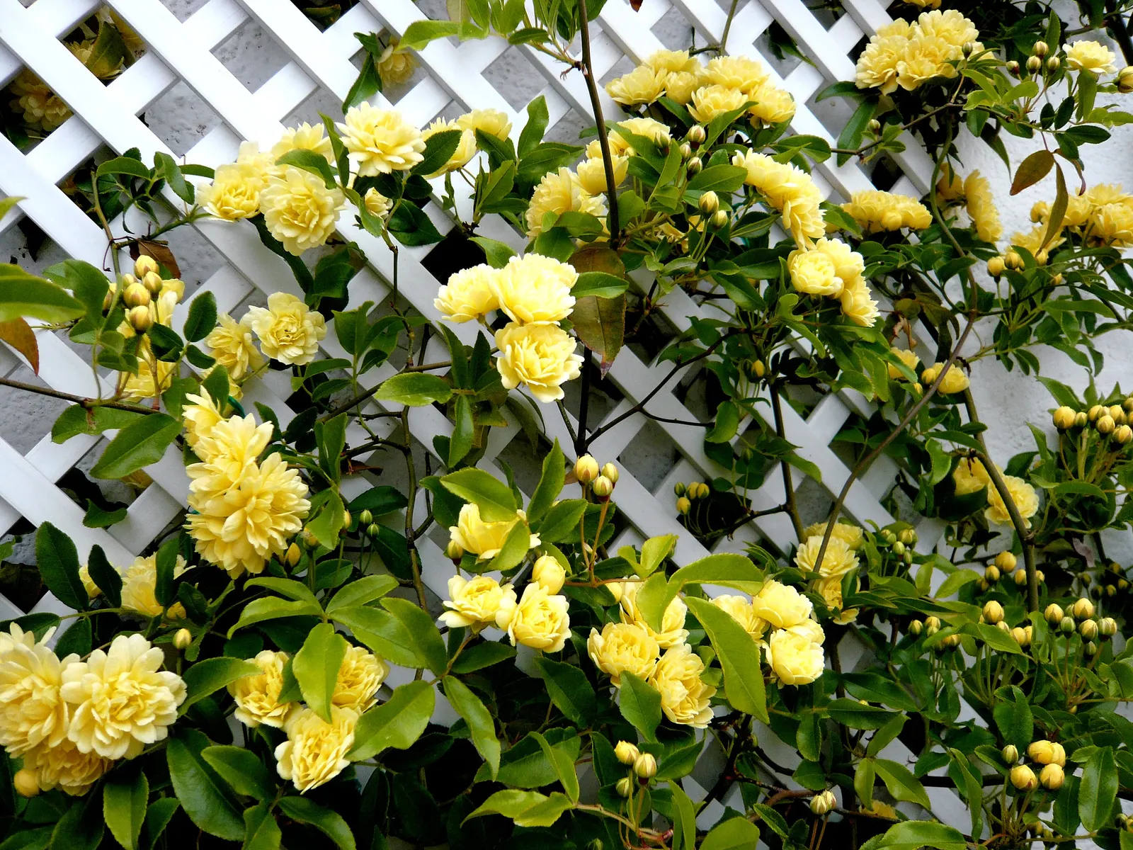 Yellow Lady Banks' Rose (Rosa Banksiae 'Lutea') — is a vigorous climbing rose
