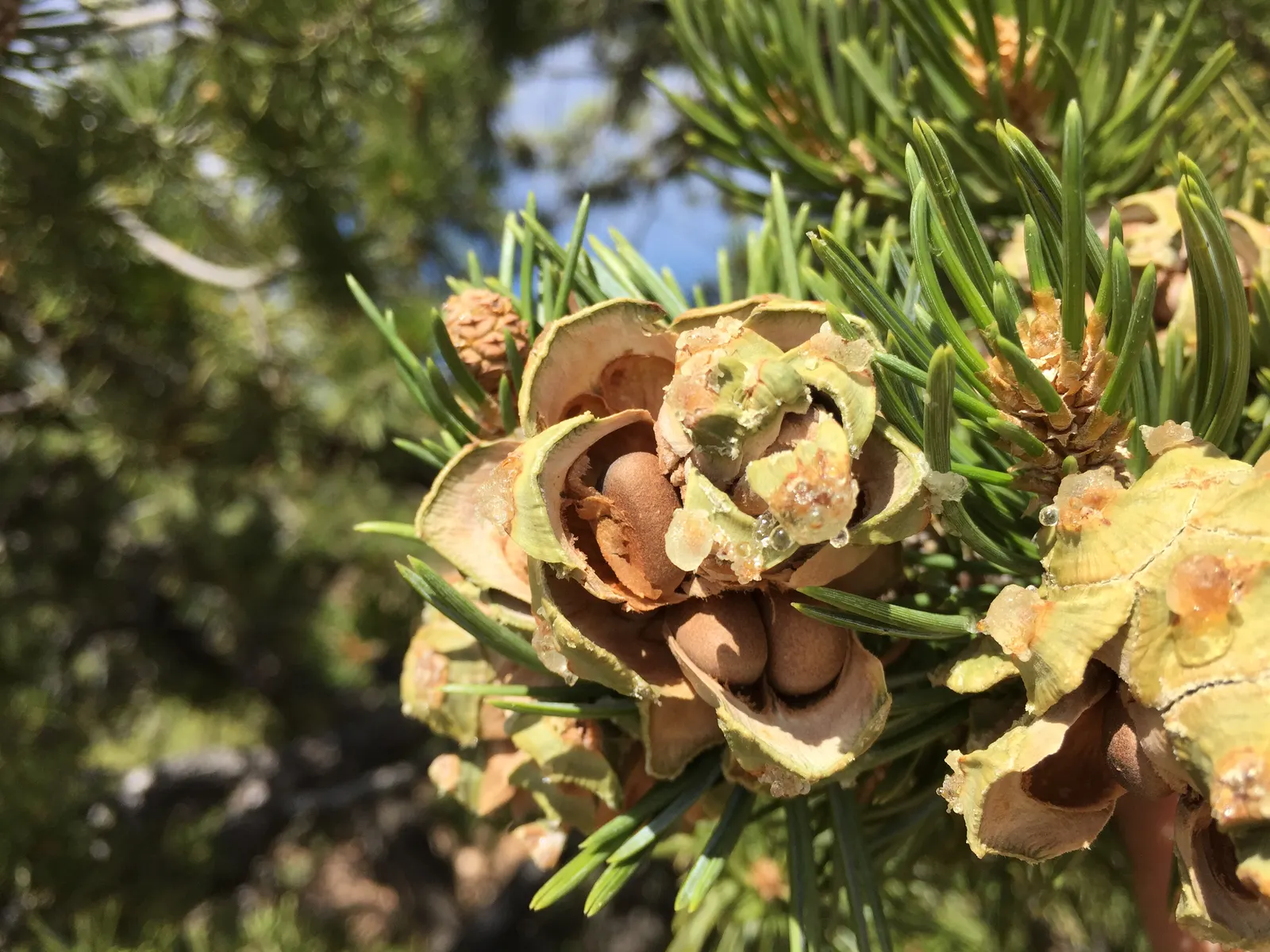 Singleleaf Pinyon Pine (Pinus Monophyla) — The Pinyon pine (Pinus monophyla) is a compact, slow-growing conifer native to the southwestern United States