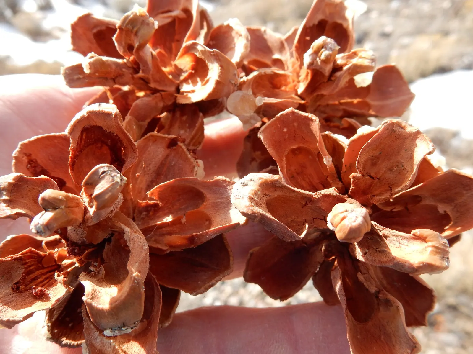 Singleleaf Pinyon Pine (Pinus Monophyla) — Its short, stiff needles and rugged nature make it ideal for xeriscaping