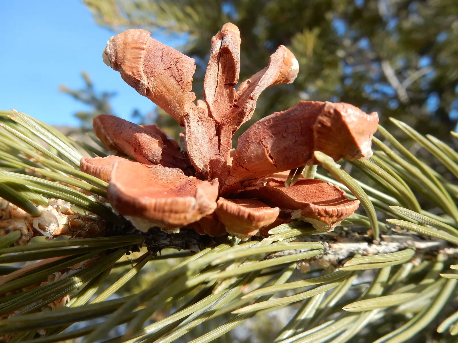 Singleleaf Pinyon Pine (Pinus Monophyla) — is a truly resilient and low-maintenance coniferous tree