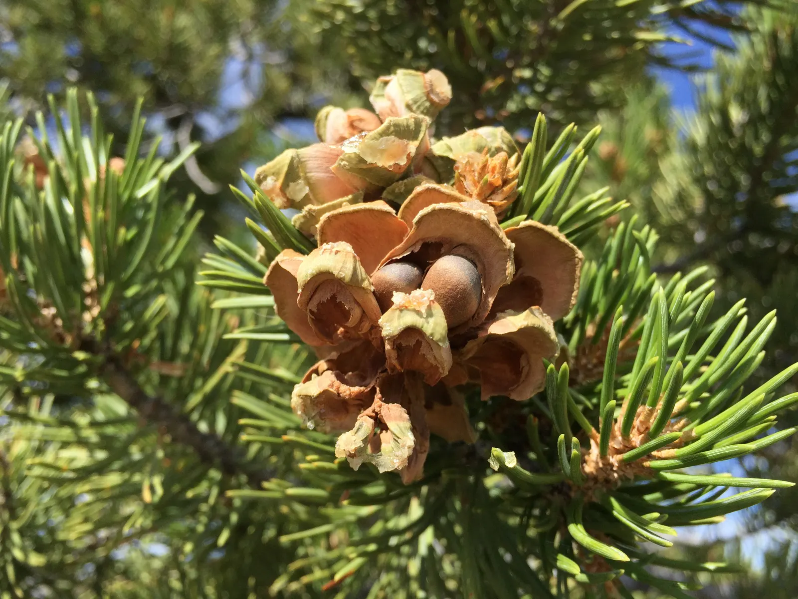 Singleleaf Pinyon Pine (Pinus Monophyla) — scientifically named Pinus monophylla