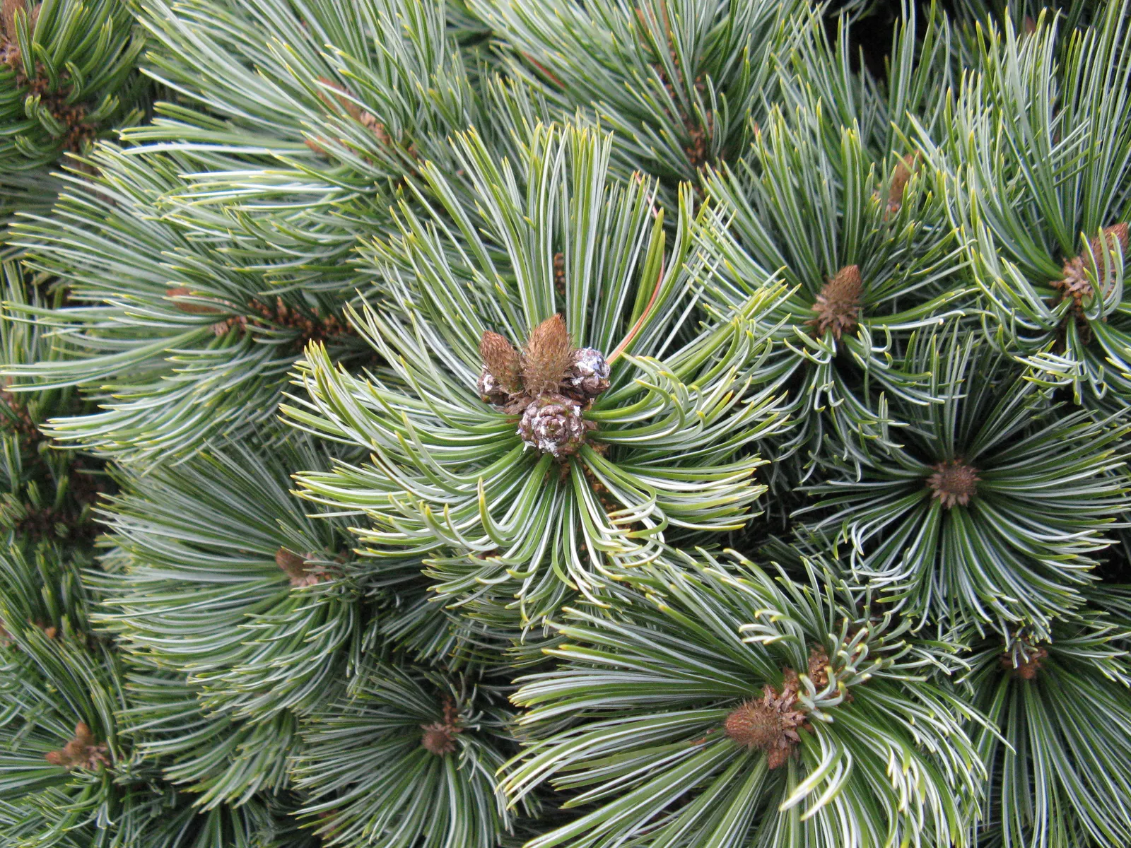 Singleleaf Pinyon Pine (Pinus Monophyla) — Native to the arid regions of the southwestern United States