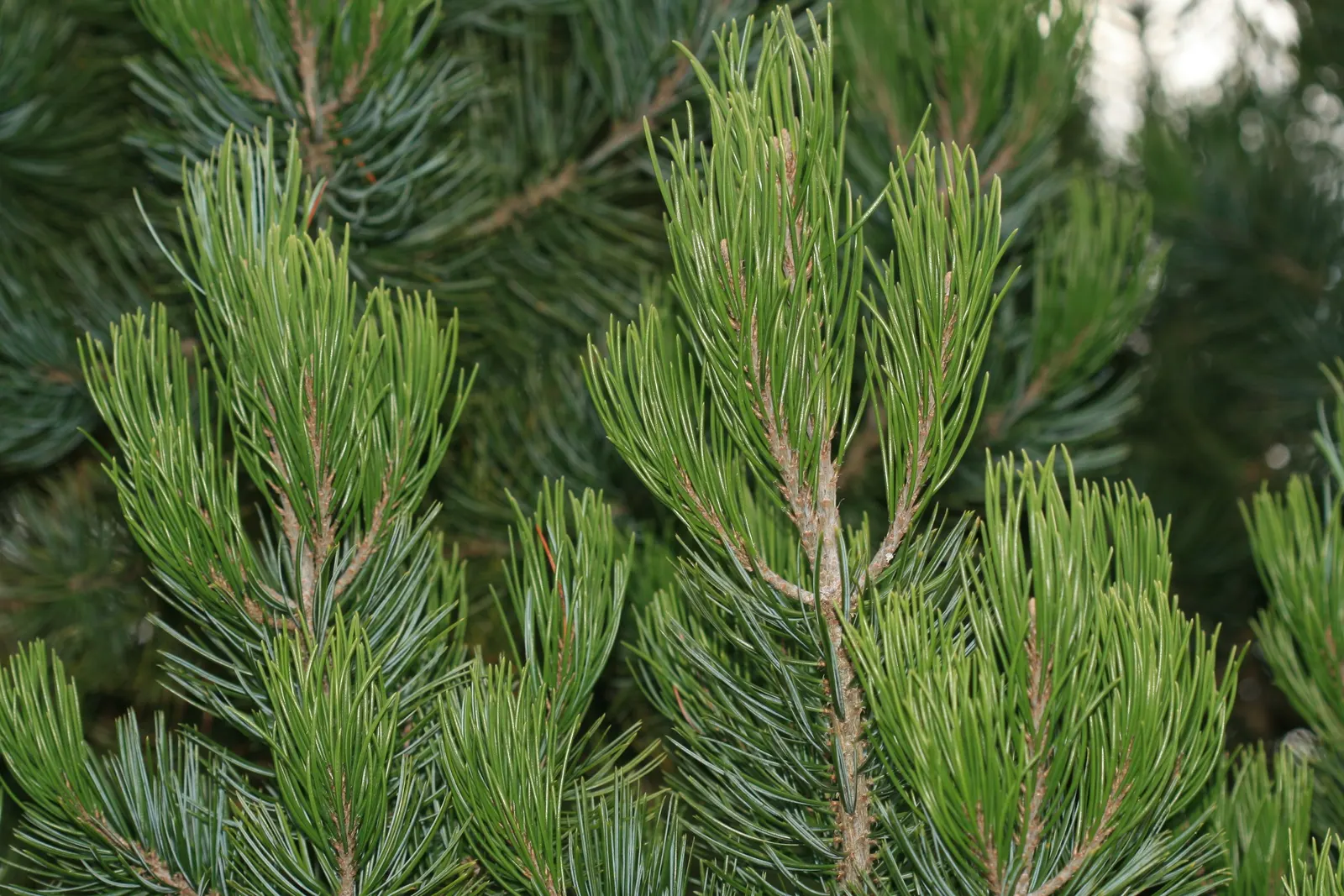 Singleleaf Pinyon Pine (Pinus Monophyla) — This species boasts a rounded form and produces edible nuts highly valued by wildlife