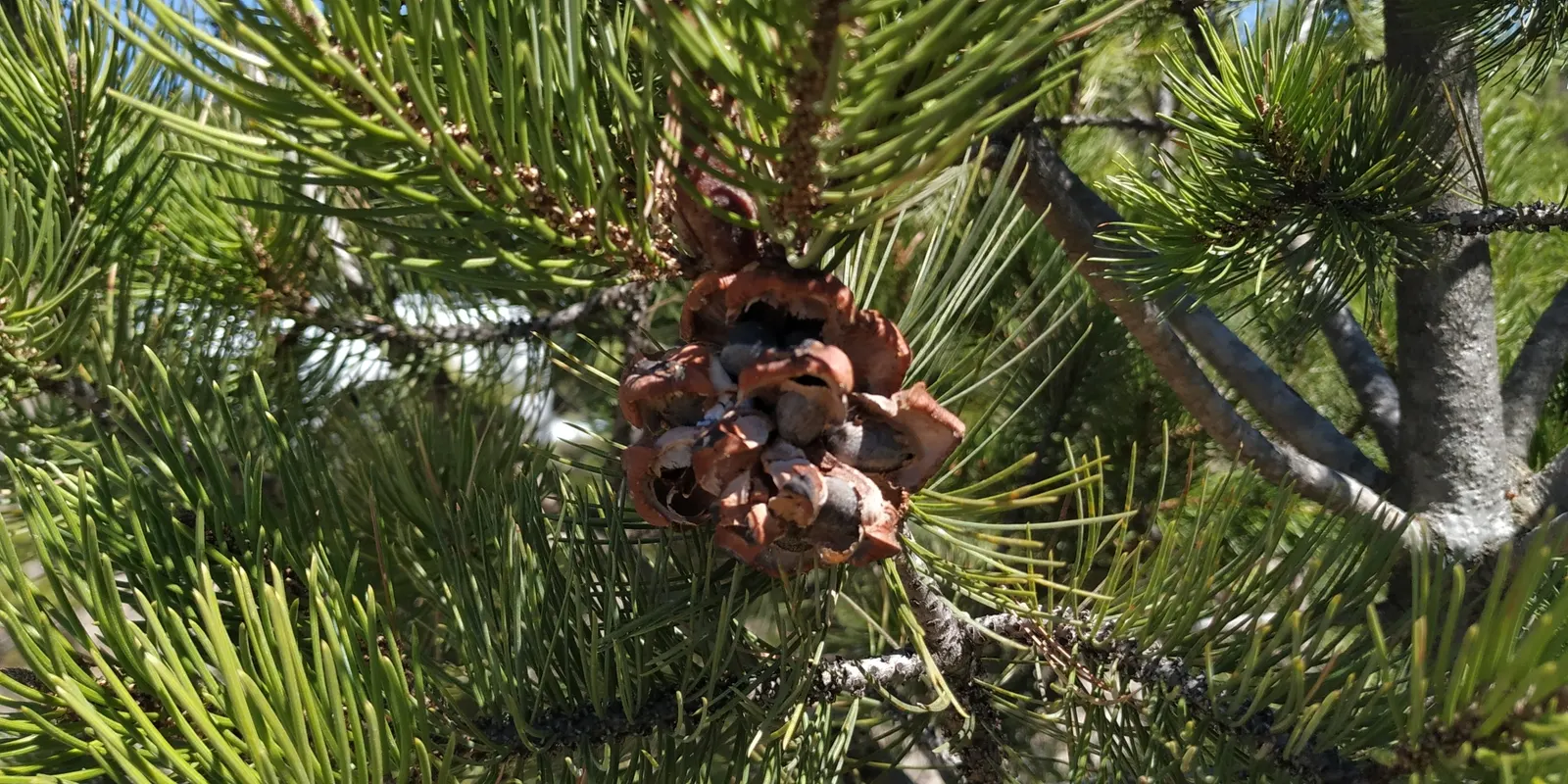 Singleleaf Pinyon Pine (Pinus Monophyla) — Hardy in USDA zones 4-8, it thrives in full sun and well-drained soils