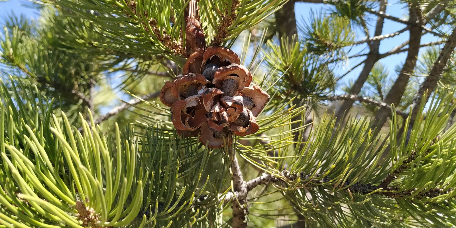 Singleleaf Pinyon Pine (Pinus Monophyla) — It reaches heights of 10-20 feet with a spread of 10-15 feet at maturity