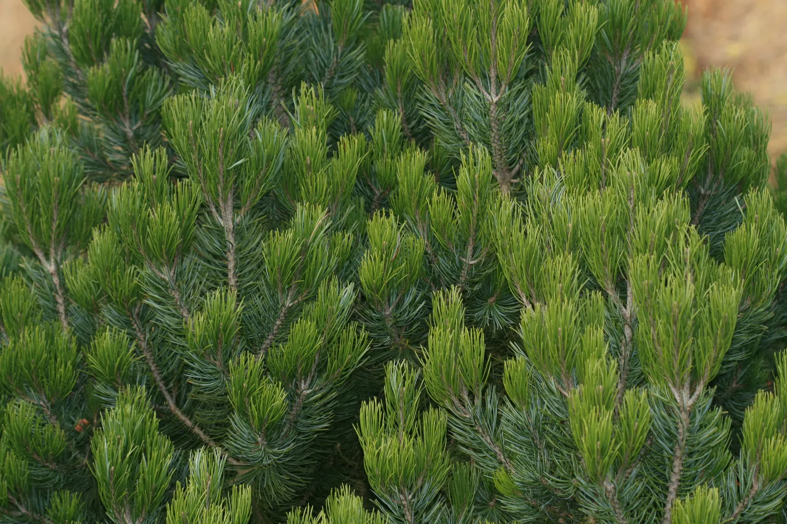 Singleleaf Pinyon Pine (Pinus Monophyla) — this slow-growing species possesses a rounded