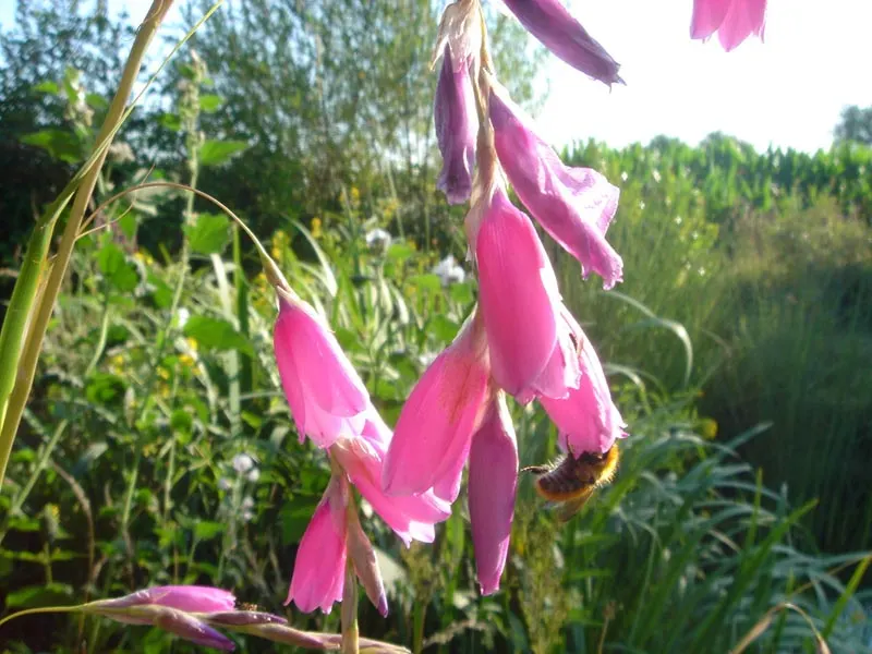 Angel's Fishing Rod (Dierama Pulcherrimum) — arching stems reaching up to 5 feet in height
