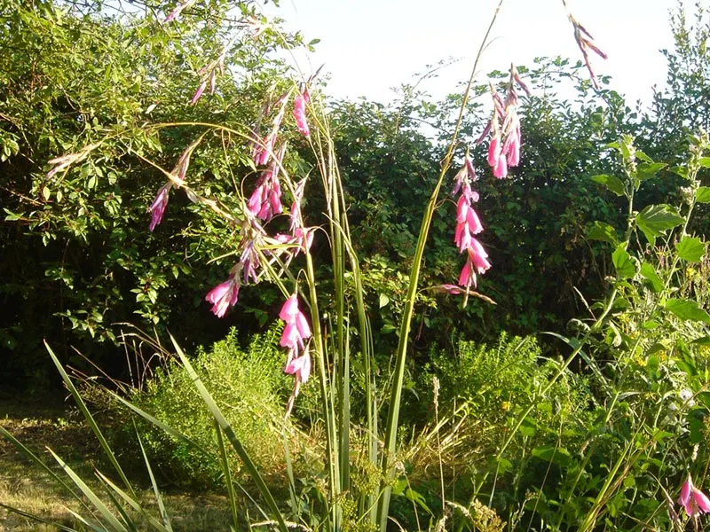 Angel's Fishing Rod (Dierama Pulcherrimum) — Angel's Fishing Rod (Dierama pulcherrimum) exhibits graceful