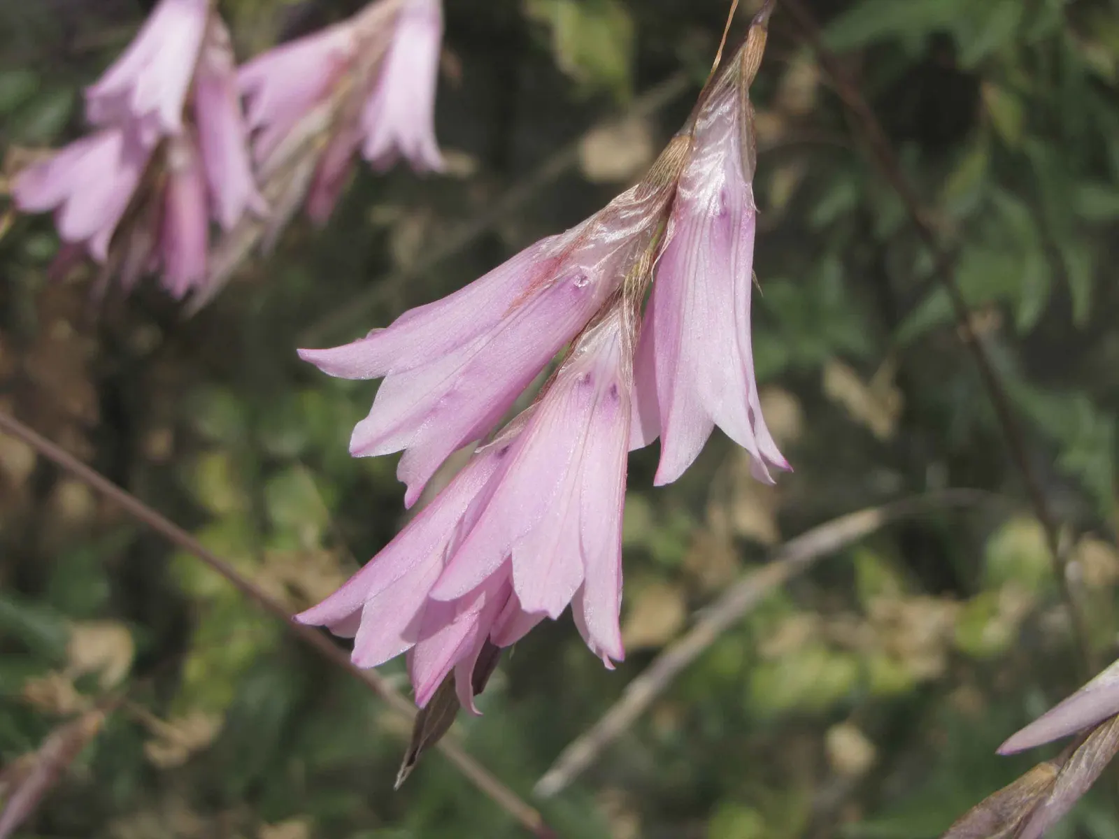 Angel's Fishing Rod (Dierama Pulcherrimum) — Best in full sun with well-draining soil, it prefers zones 7-10