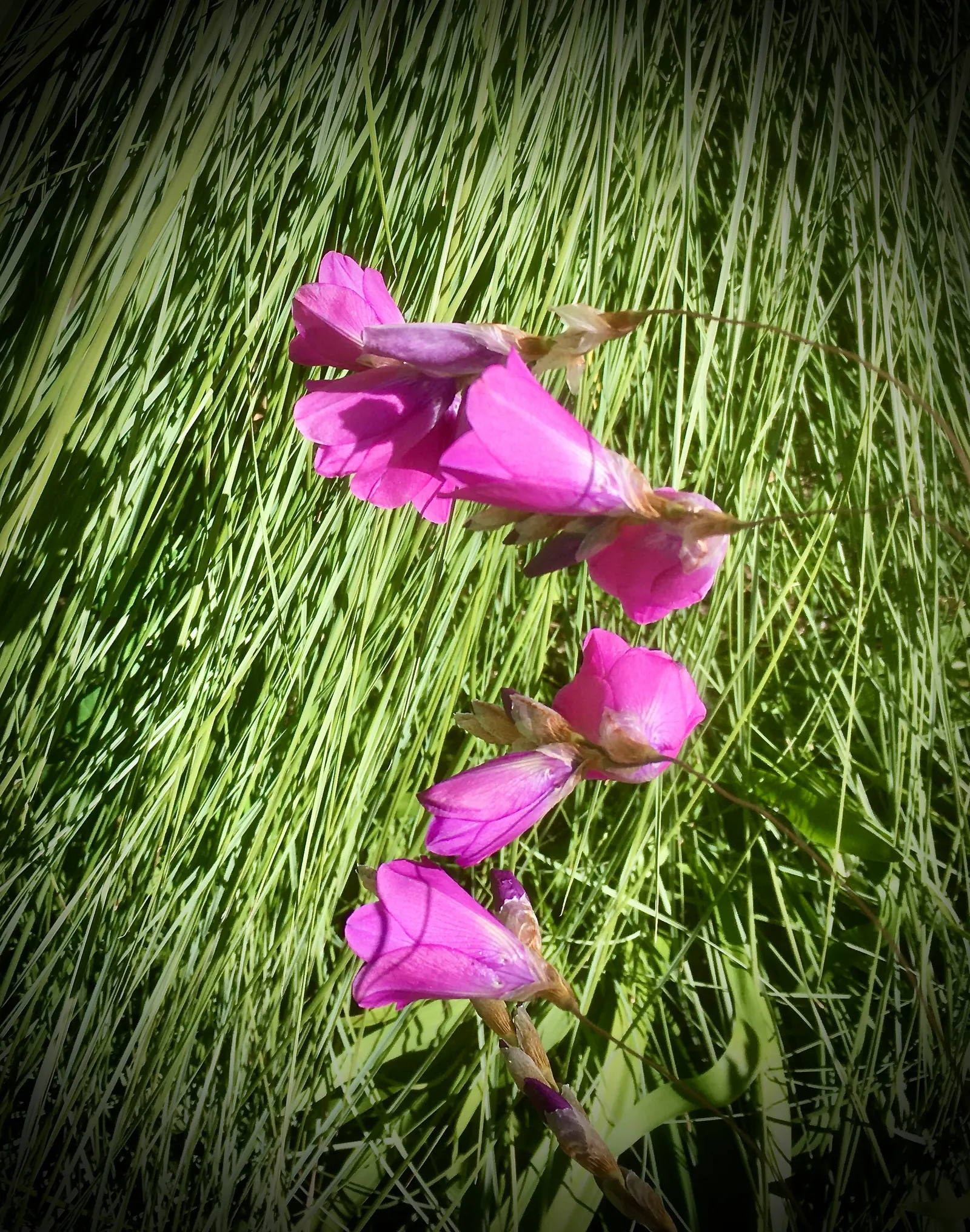 Angel's Fishing Rod (Dierama Pulcherrimum) — each adorned with bell-shaped blooms in hues of pink and purple during summer