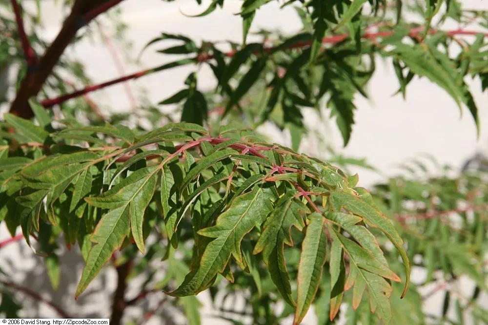 Cutleaf Staghorn Sumac (Rhus Typhina 'Laciniata') — Drought-tolerant and adaptable, it thrives in full sun to partial shade in zones 4-8