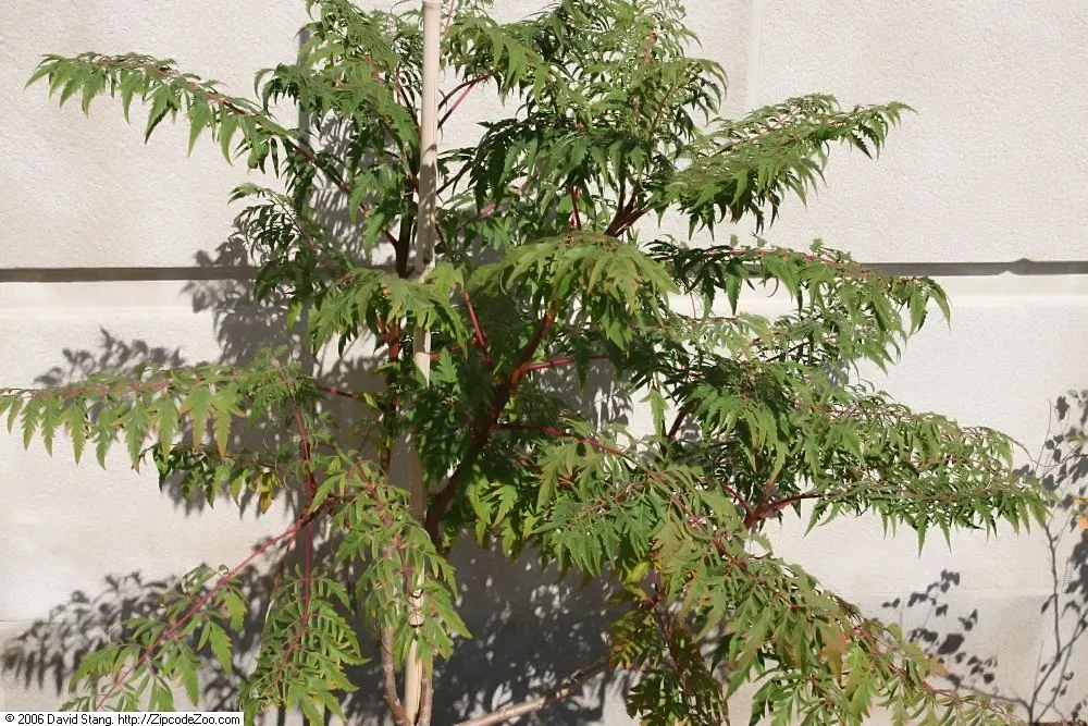 Cutleaf Staghorn Sumac (Rhus Typhina 'Laciniata') — It showcases brilliant red autumn foliage and velvety, horn-shaped clusters of red fruit
