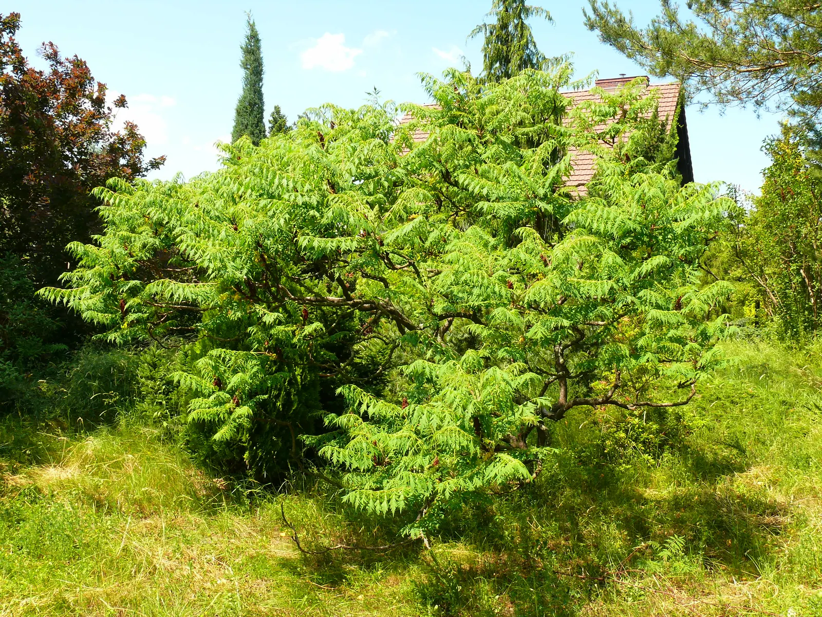 Cutleaf Staghorn Sumac (Rhus Typhina 'Laciniata') — is a striking deciduous shrub with deeply dissected leaves