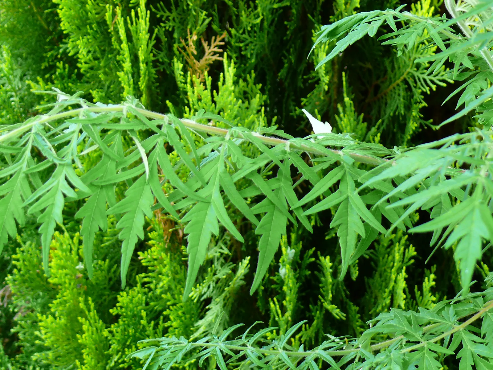 Cutleaf Staghorn Sumac (Rhus Typhina 'Laciniata') — Ideal for creating dramatic visual interest in landscapes
