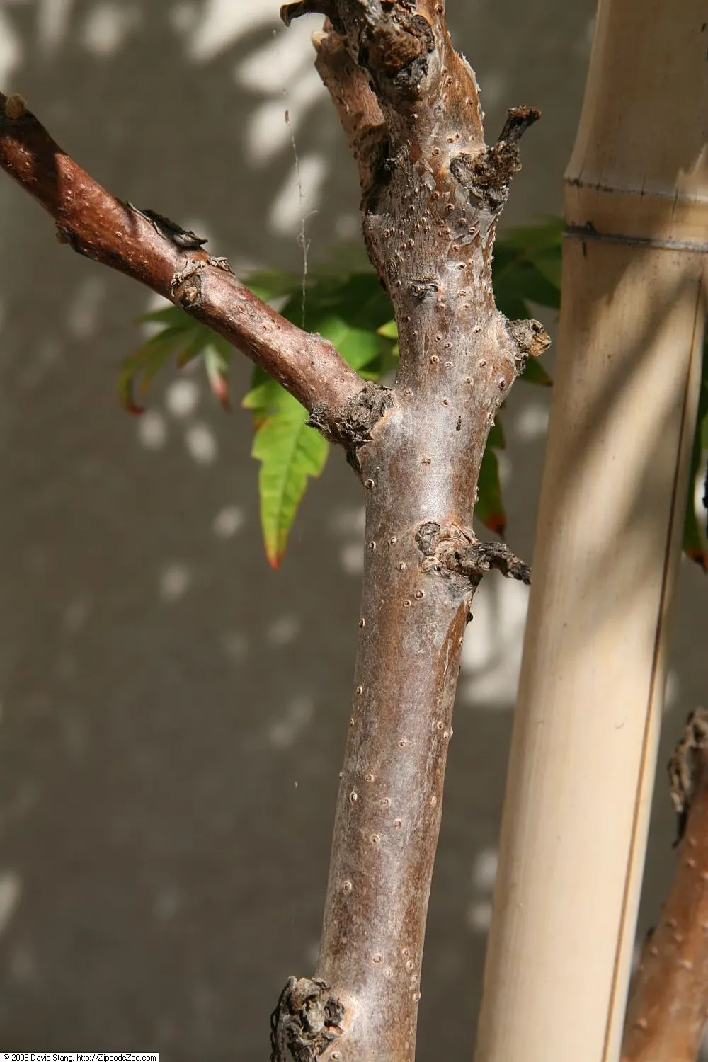 Cutleaf Staghorn Sumac (Rhus Typhina 'Laciniata') — This cultivar reaches up to 15 feet in height and spreads to about 20 feet