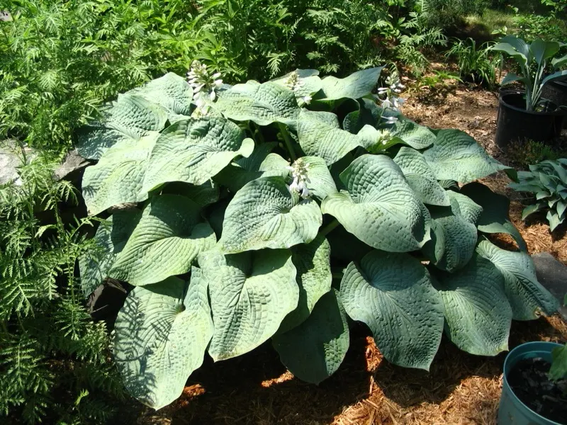 Caladium (Caladium X Hortulanum) — commonly known as Angel Wings or Heart of Jesus