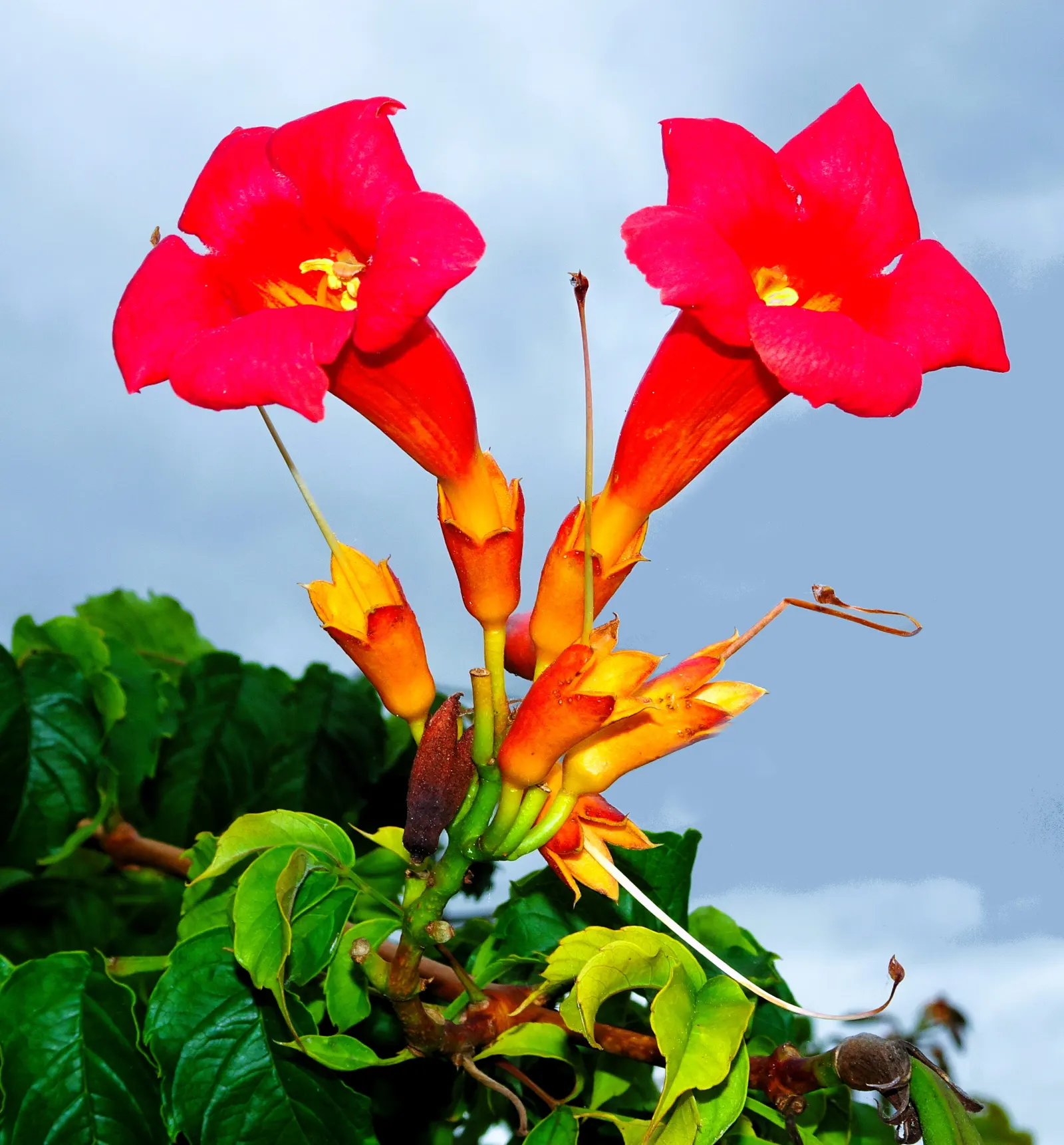 Trumpet Creeper (Campsis Radicans) — These blossoms are typically a vibrant orange to red hue; vine with orange and red blooms, image 62