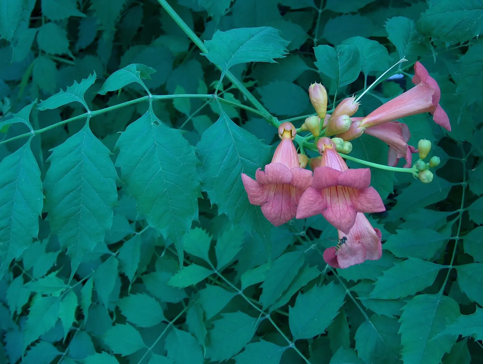 Trumpet Creeper (Campsis Radicans) — orange and red flowers in the garden; ideal for trellises and fences, image 70