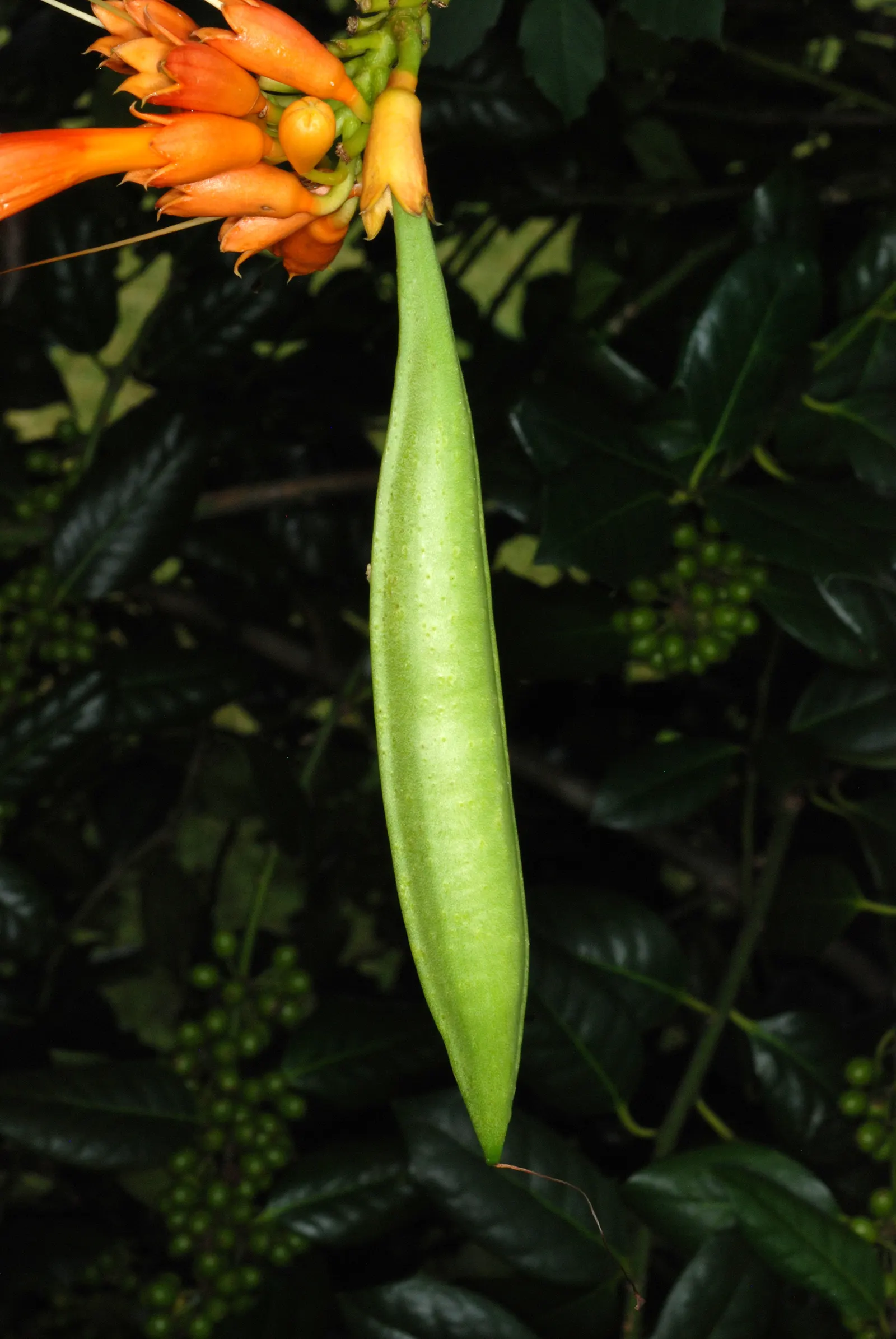 Trumpet Creeper (Campsis Radicans) — vine with orange and red blooms; these blossoms are typically a vibrant orange to red hue, image 71