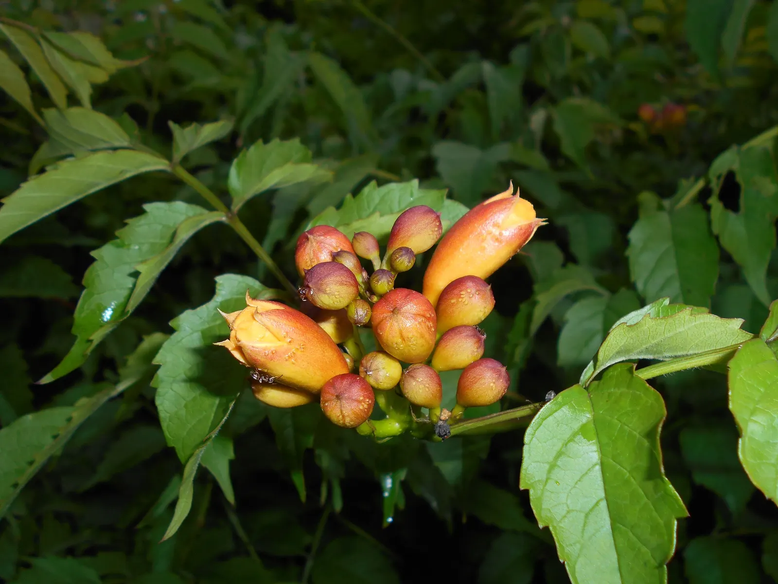 Trumpet Creeper (Campsis Radicans) — making it an ideal candidate for covering trellises; a vigorous deciduous vine
