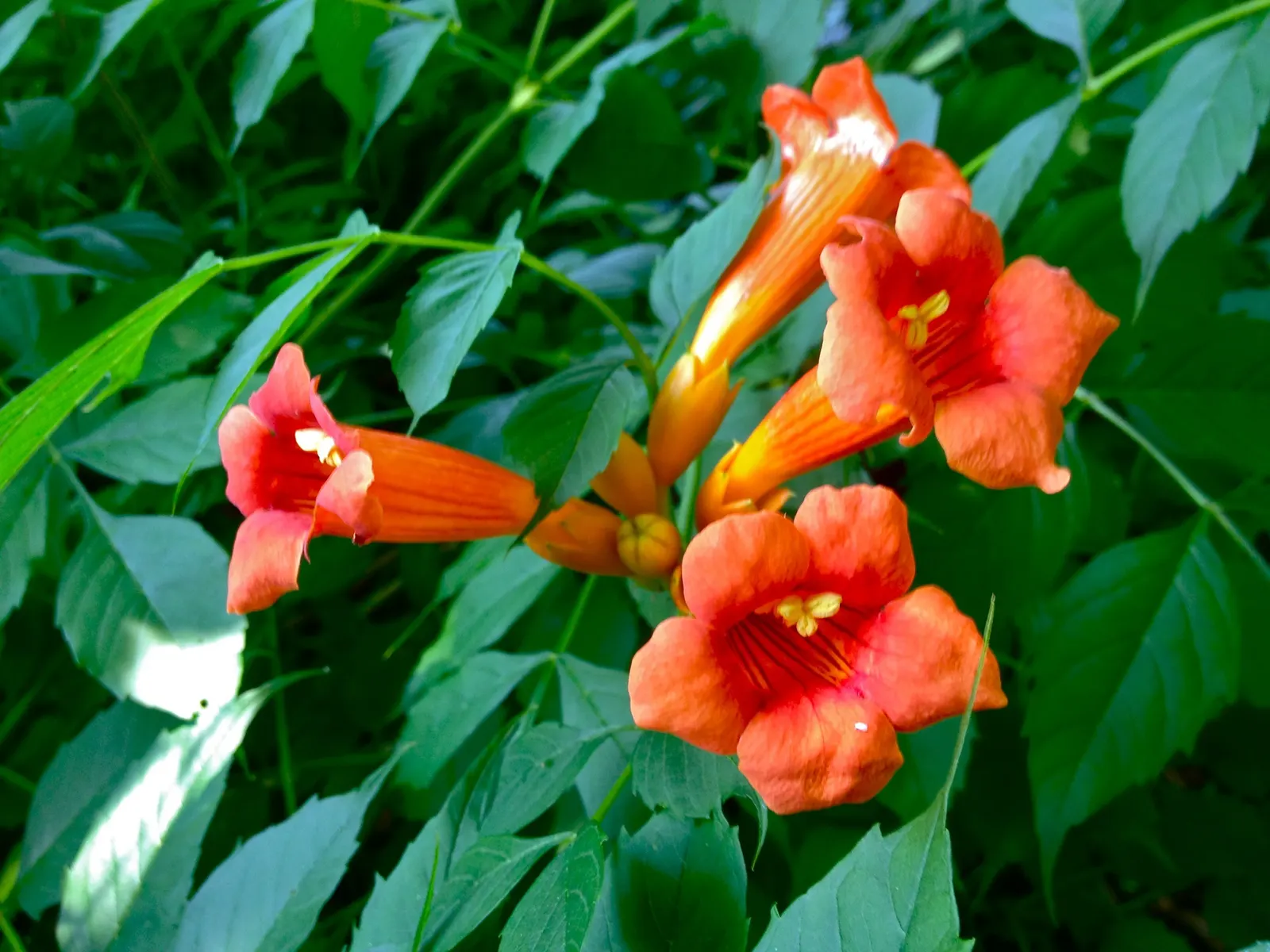 Trumpet Creeper (Campsis Radicans) — Regular pruning is recommended to keep its growth in bounds; the foliage consists of pinnately compound leaves, image 68
