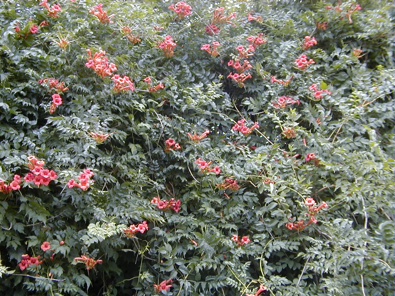Trumpet Creeper (Campsis Radicans) — Plant in well-drained soil, spacing 4-10 feet apart for coverage or as a focal point; rapid-growing vine, image 77