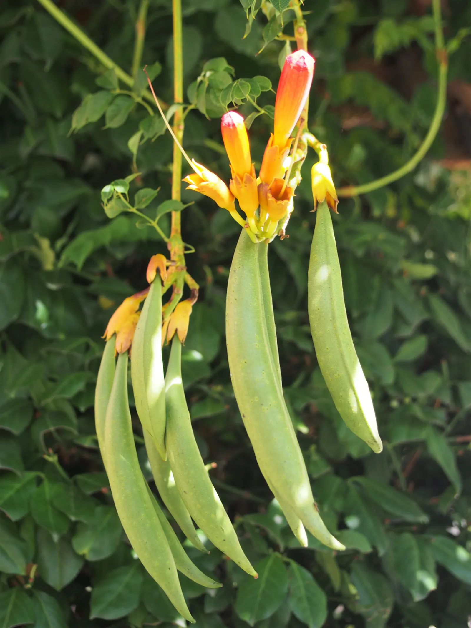 Trumpet Creeper (Campsis Radicans) — It spreads via root suckers; manage growth to prevent invasiveness; growing up to 3 inches long