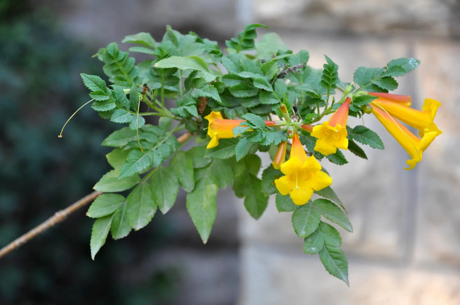 Trumpet Creeper (Campsis Radicans) — Ideal for trellises and fences; orange and red flowers in the garden