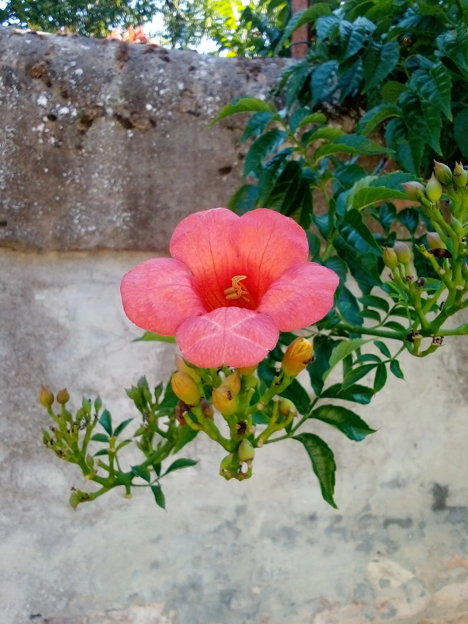 Trumpet Creeper (Campsis Radicans) — and are particularly attractive to hummingbirds and butterflies; which bloom profusely from early summer to, image 88