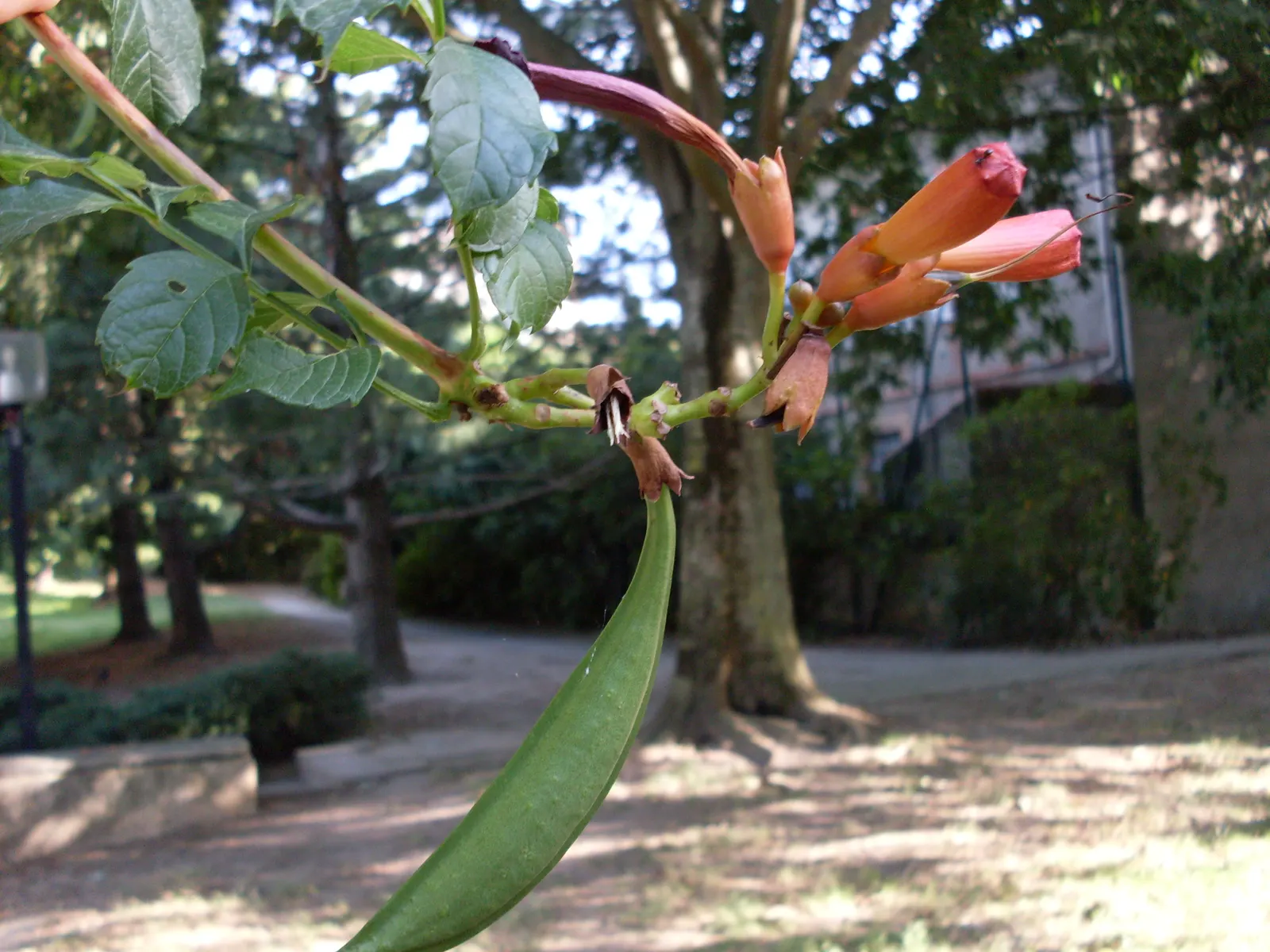 Trumpet Creeper (Campsis Radicans) — Ideal for trellises and fences