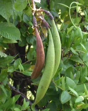 Trumpet Creeper (Campsis Radicans) — The Trumpet Creeper (Campsis radicans); climbing 30-40 feet, it thrives in full sun to part shade in USDA, image 73