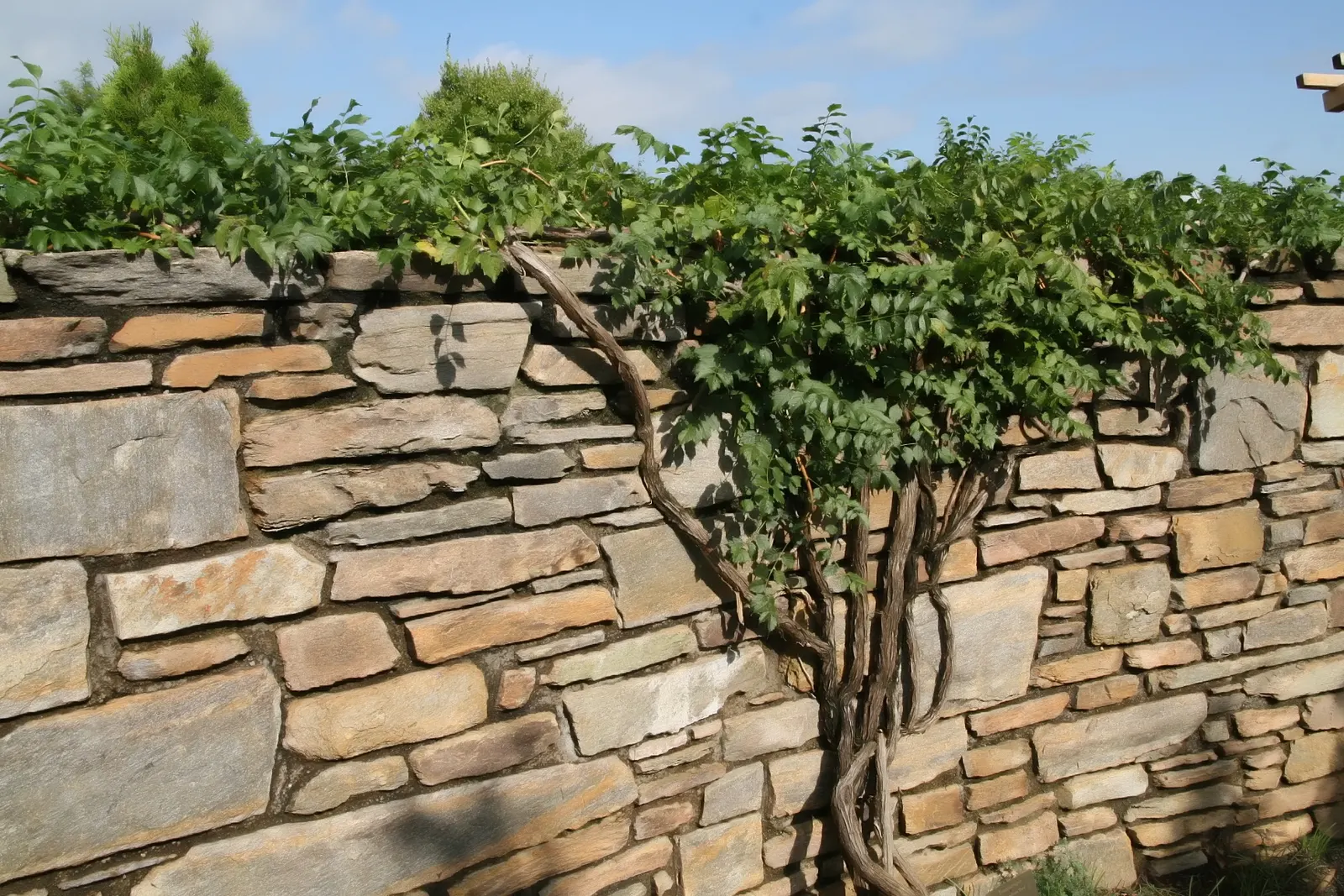 Trumpet Creeper (Campsis Radicans) — This native North American deciduous vine is prized for its ability to reach 30 to 40 feet in length