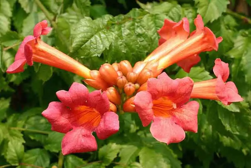 Trumpet Creeper (Campsis Radicans) — Ideal for trellises and fences; orange and red flowers in the garden, image 79