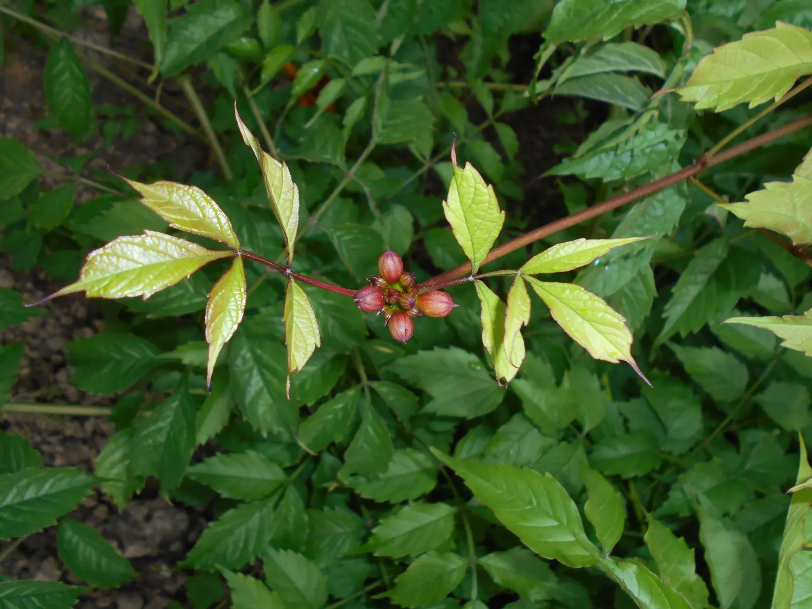 Trumpet Creeper (Campsis Radicans) — This native North American deciduous vine is prized for its ability to reach 30 to 40 feet in length; and, image 81