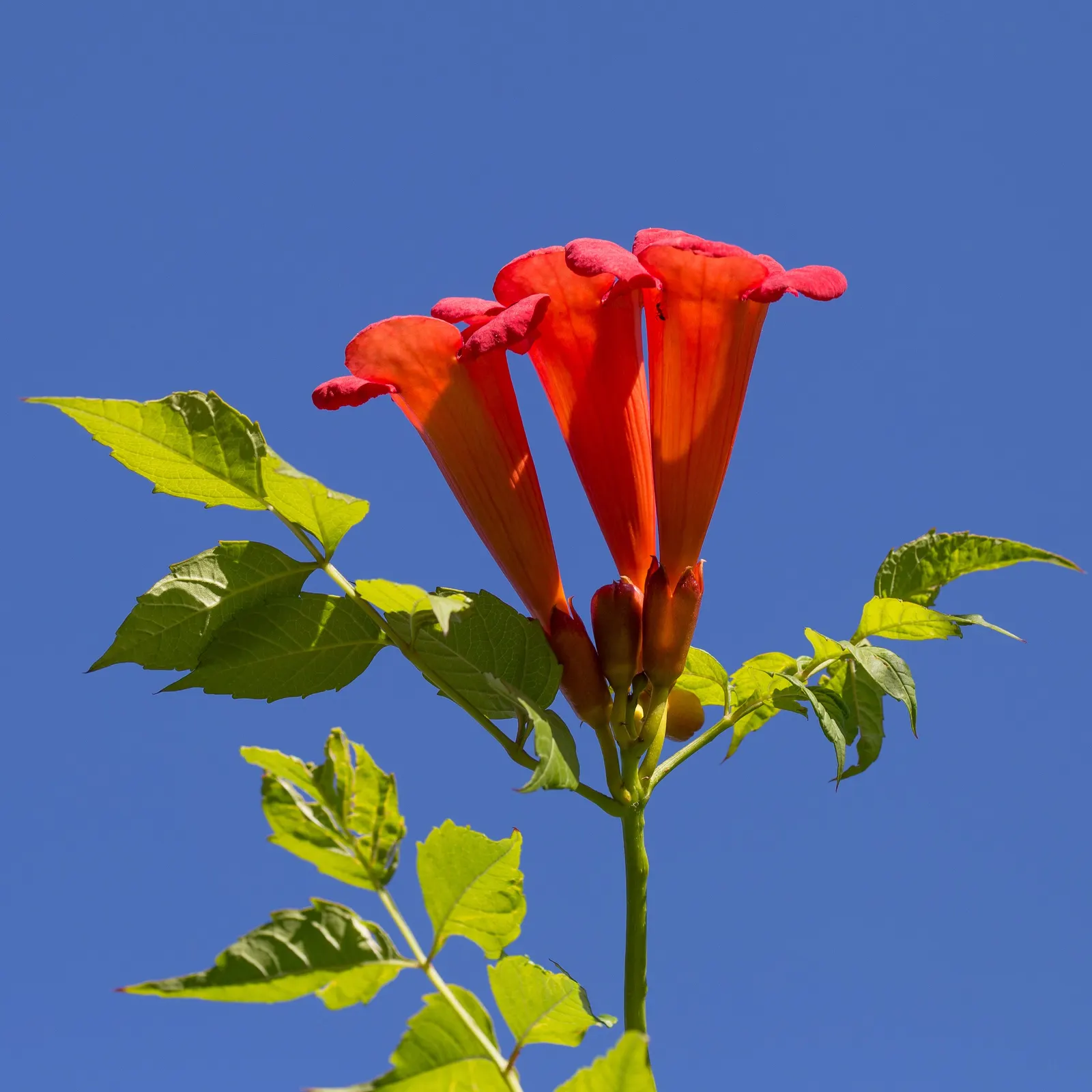 Trumpet Creeper (Campsis Radicans) — Climbing 30-40 feet, it thrives in full sun to part shade in USDA zones 4-9