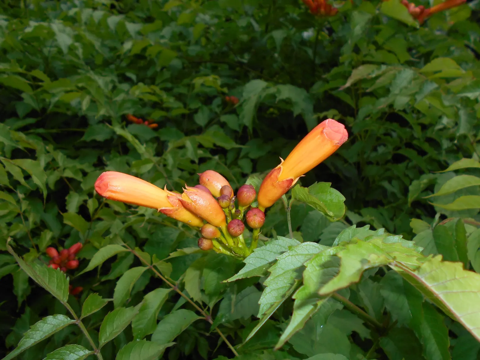 Trumpet Creeper (Campsis Radicans) — This native North American deciduous vine is prized for its ability to reach 30 to 40 feet in length; and fences.<br><br>A
