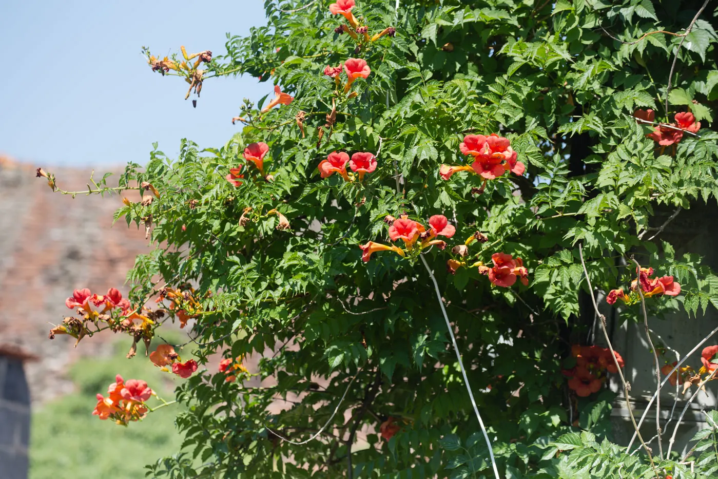Trumpet Creeper (Campsis Radicans) — Regular pruning is recommended to keep its growth in bounds
