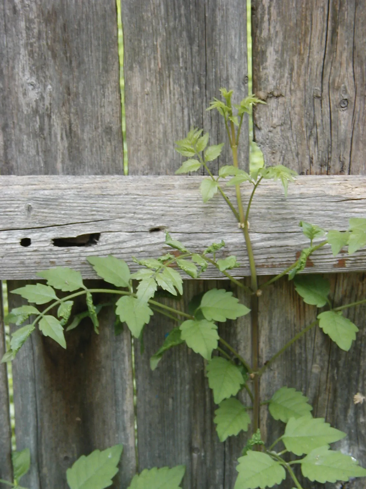 Trumpet Creeper (Campsis Radicans) — each leaf with 7 to 11 leaflets; orange to red flowers reaching 3 inches long, image 66