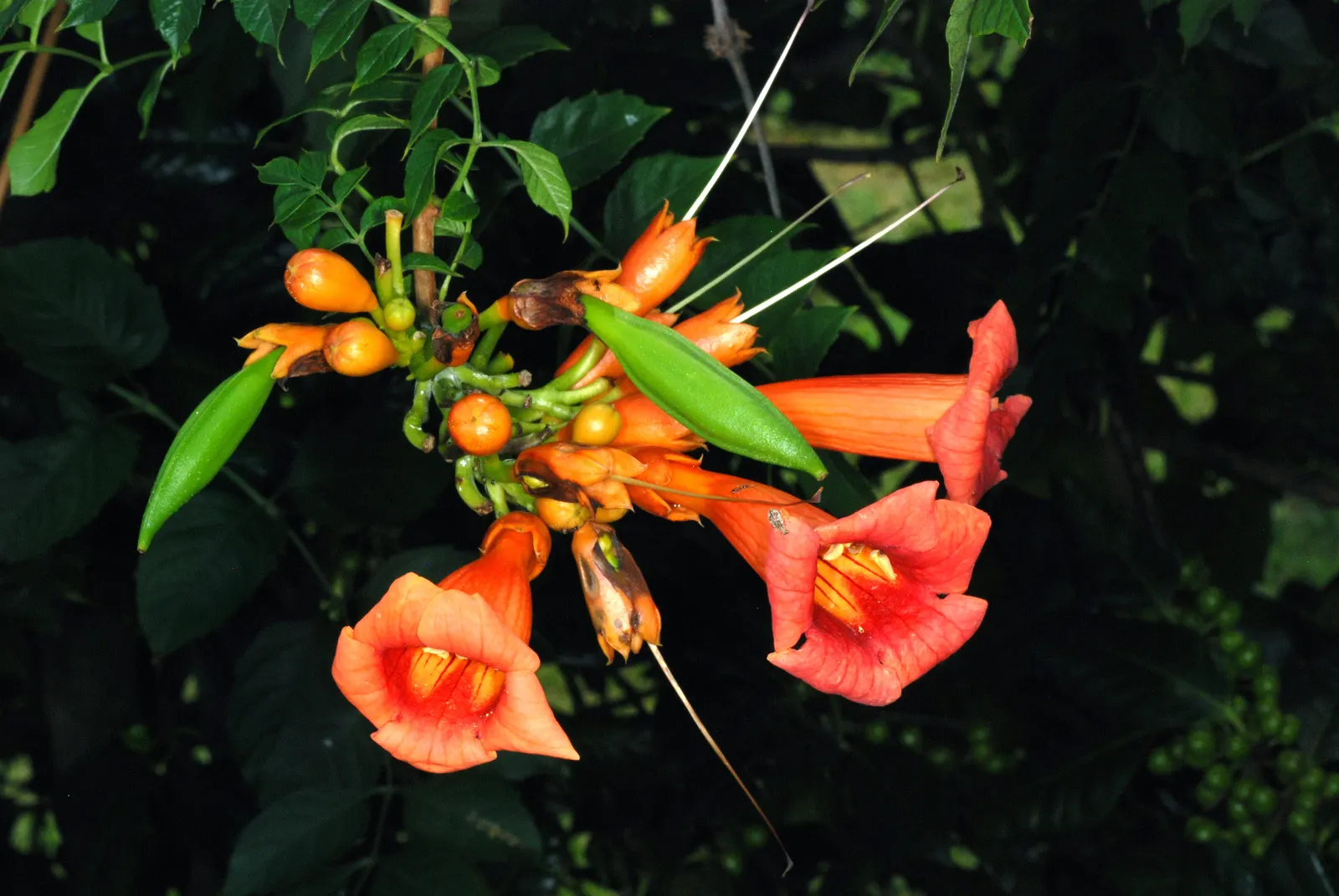 Trumpet Creeper (Campsis Radicans) — vine with orange and red blooms