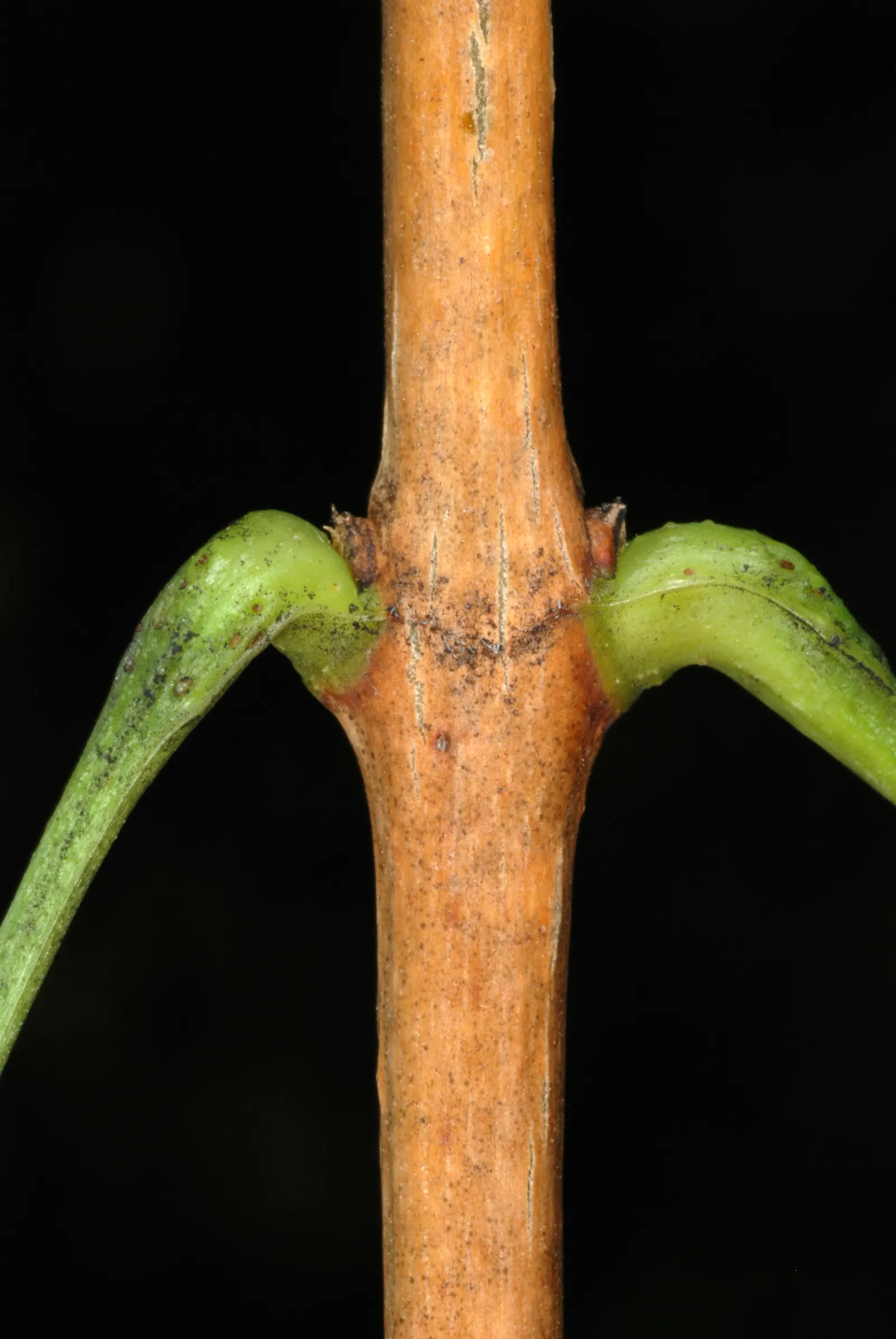 Trumpet Creeper (Campsis Radicans) — rapid-growing vine notable for its flamboyant floral display and robust climbing habit; plant in well-drained, image 80