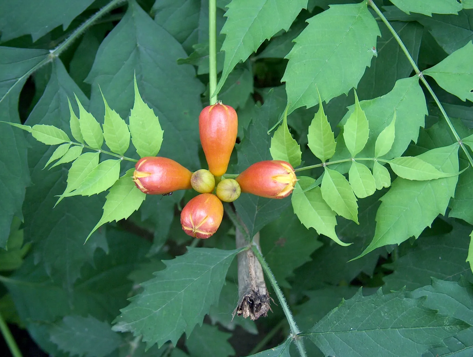 Trumpet Creeper (Campsis Radicans) — Climbing 30-40 feet, it thrives in full sun to part shade in USDA zones 4-9; the Trumpet Creeper (Campsis, image 76