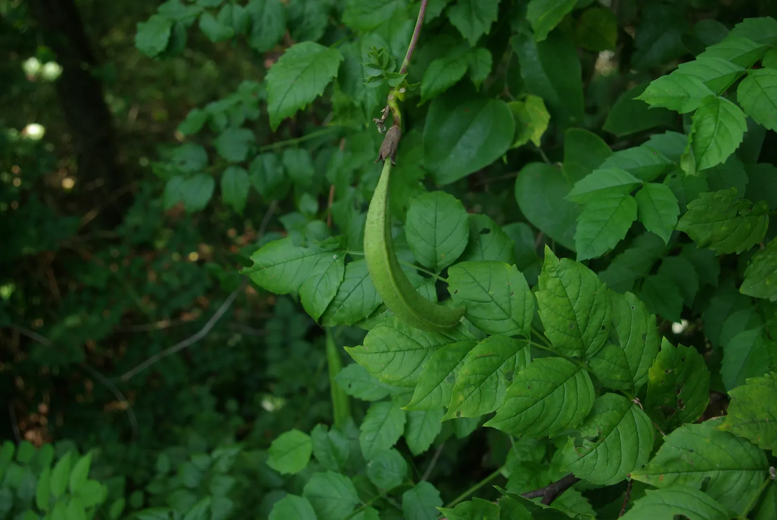 Trumpet Creeper (Campsis Radicans) — rapid-growing vine notable for its flamboyant floral display and robust climbing habit