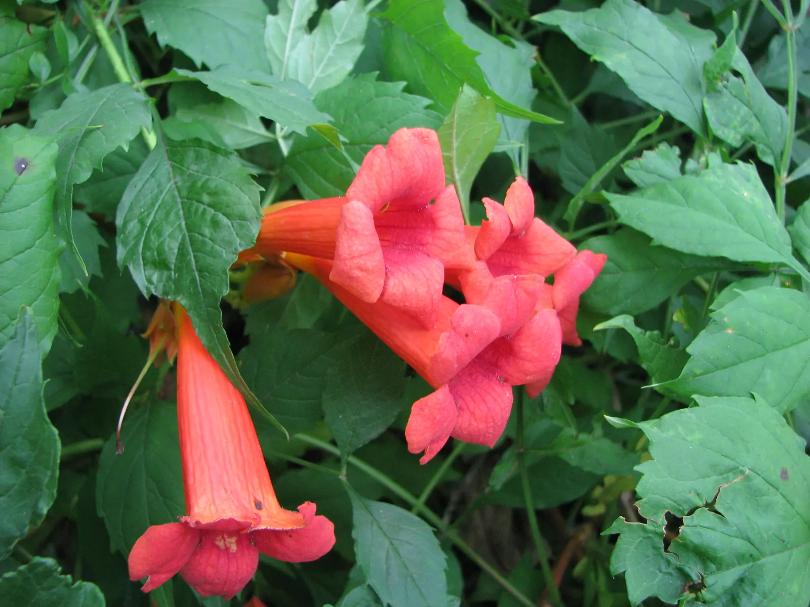 Trumpet Creeper (Campsis Radicans) — which bloom profusely from early summer to fall; and are particularly attractive to hummingbirds and butterflies