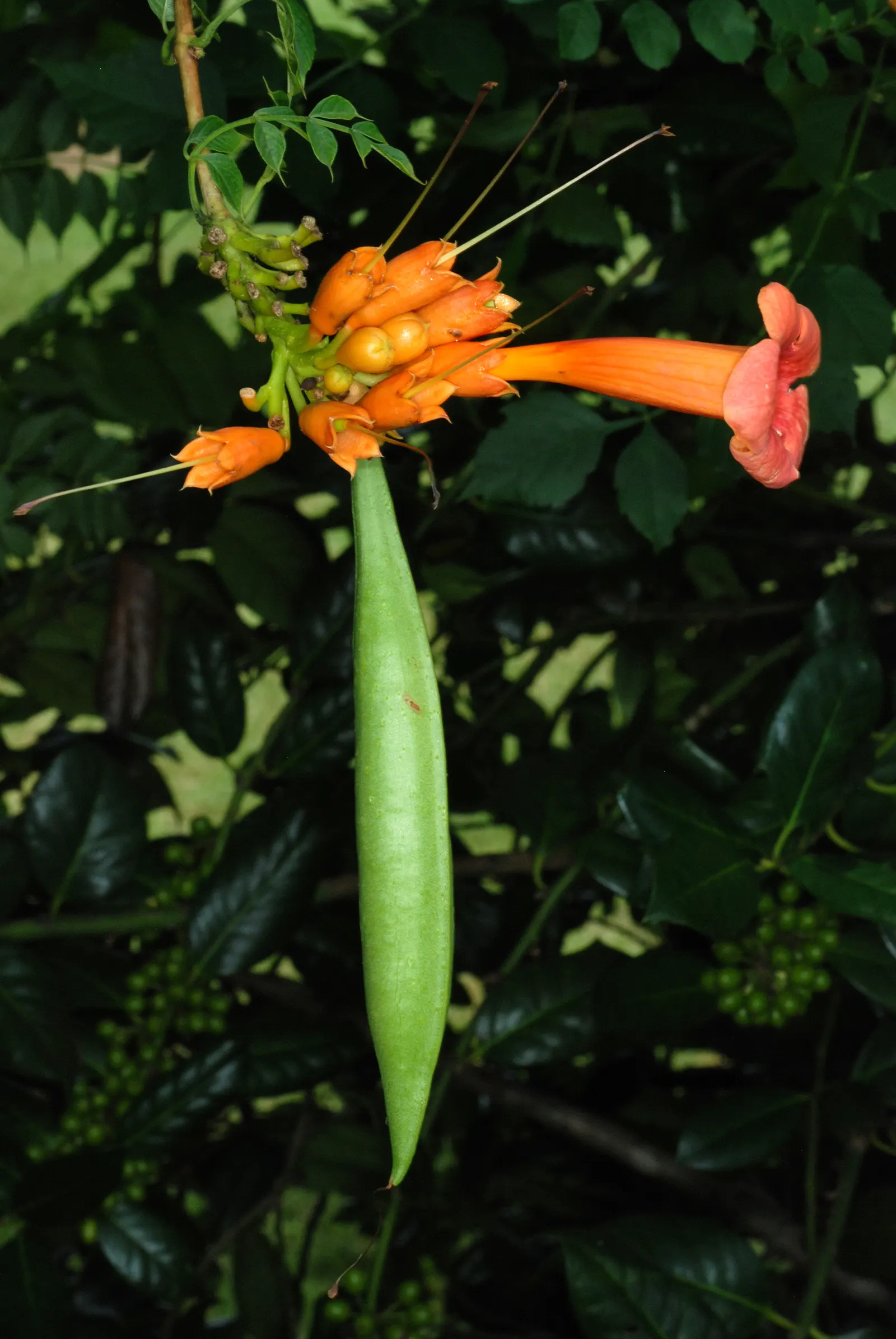 Trumpet Creeper (Campsis Radicans) — and are particularly attractive to hummingbirds and butterflies; which bloom profusely from early summer to, image 64
