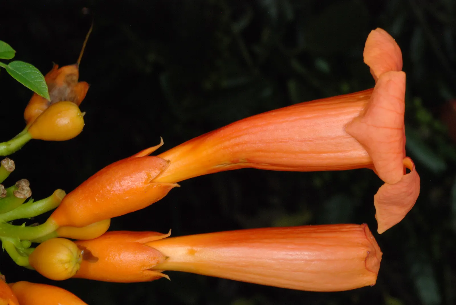 Trumpet Creeper (Campsis Radicans) — The foliage consists of pinnately compound leaves; regular pruning is recommended to keep its growth in bounds, image 65