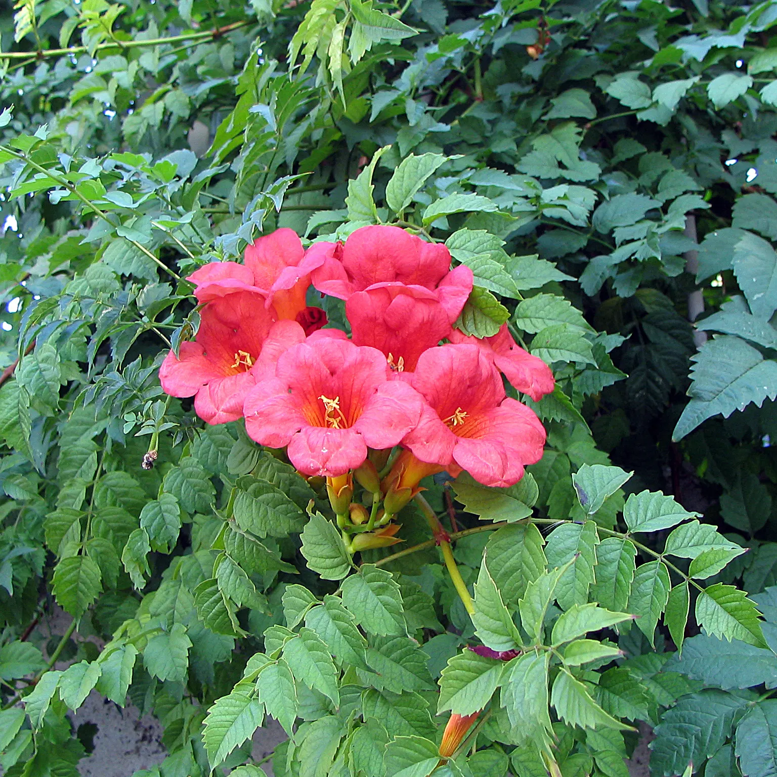 Trumpet Creeper (Campsis Radicans) — It spreads via root suckers; manage growth to prevent invasiveness
